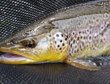 Domestic Brown Trout from Váh
