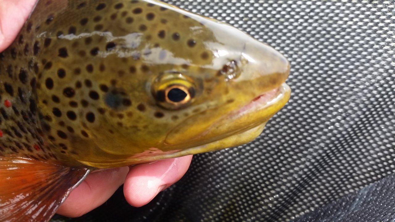 Nice Tout from V�h