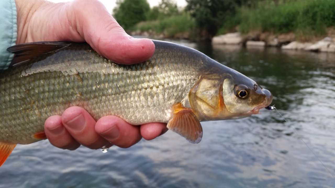 Vimba vimba from V�h