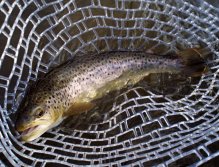Brownie in the net... Catch & Release silicone net is very gentle to the fish!