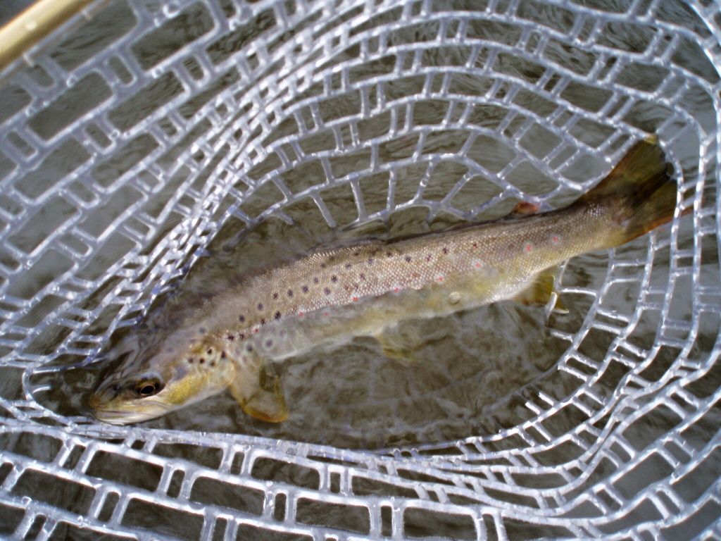 First catch of the day!