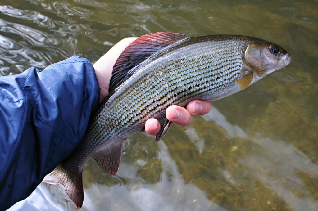 Beautiful grayling couldn't resist... Caught on "Hot Pink Worm"