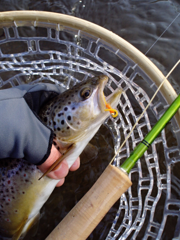 Face to face... Brown trout with "Orange Squirmy"