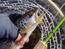 Face to face... Brown trout with "Orange Squirmy"