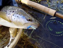 Sometimes it's good to experiment... "Blue Worm"