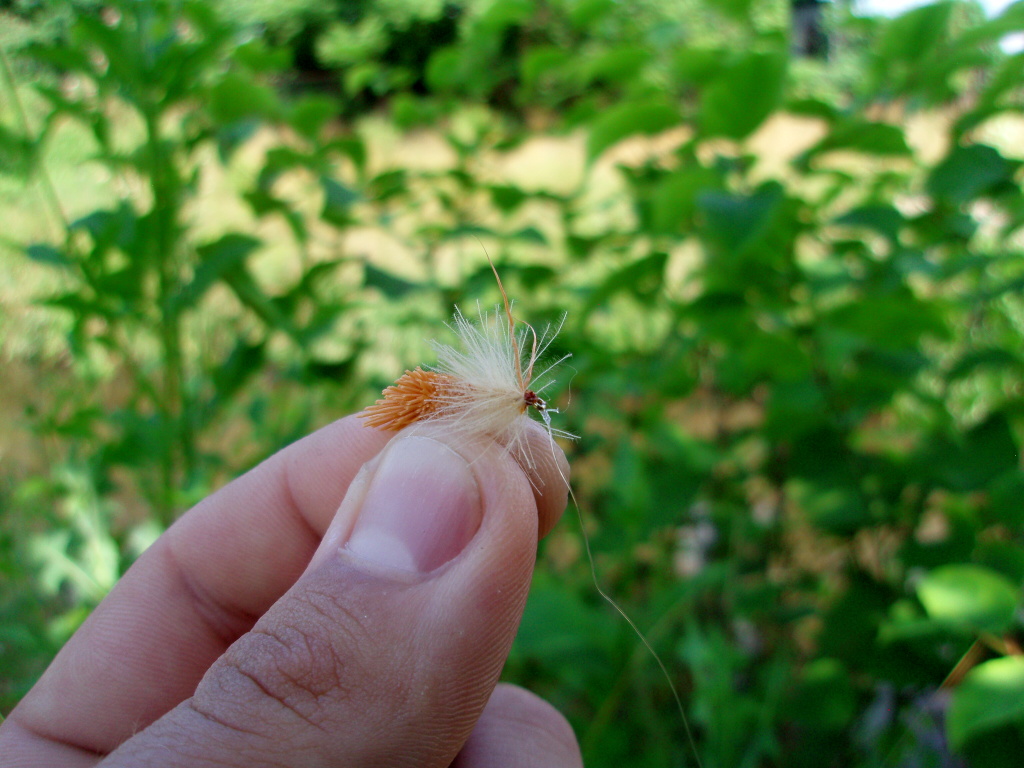 Sedge Ultimate - Cinnamon Victory!