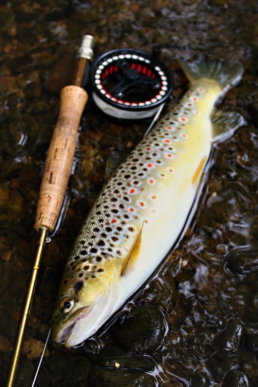 Wow, spotted surprise! Trout loves Goddards and similarly patterns