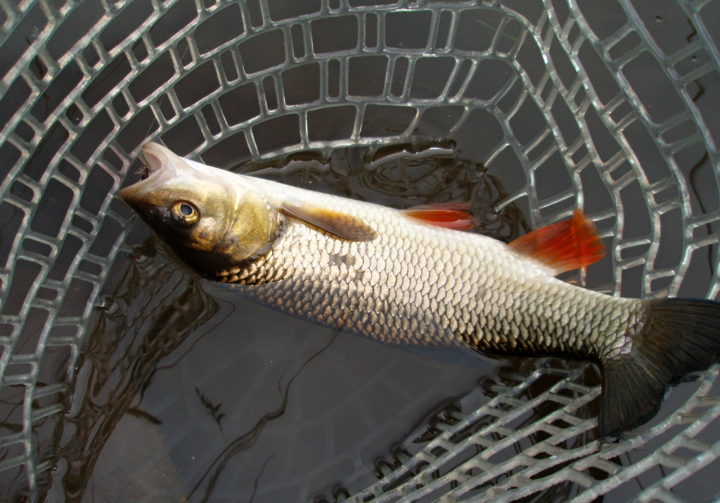 Gold armor, orange fins and big dark tail... Another nice chub took dry caddis