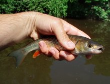 The smallest participant for this day. And he said "Caddis flies from Fulling Mill tastes great!"