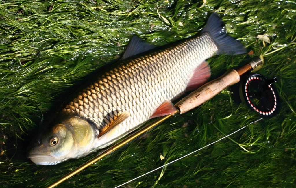 Monster Chub on the Goddard... The biggest fish always comes in the end ;-)