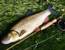 Monster Chub on the Goddard... The biggest fish always comes in the end ;-)