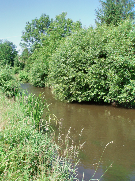 We can start! Beautiful place for summer chub fishing