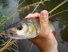 This choice was right - Championship Caddis works great