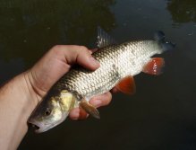 Another one - Chub is a nicely colored and very grateful fish