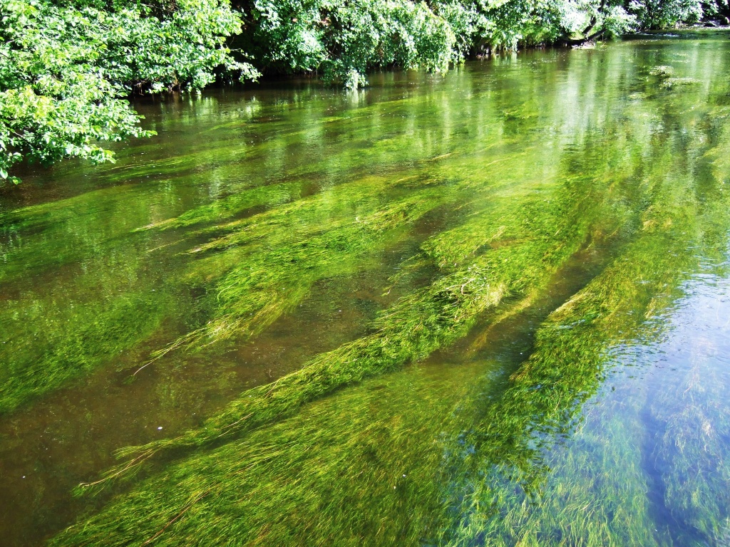 Water streaks among aquatic vegetation - Great place for your dry fly