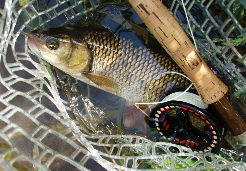 Next cast with dry caddis and... Better one in the net