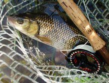 Next cast with dry caddis and... Better one in the net