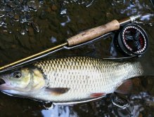 Really nice chub just couldn't resist. A good sign, the size of the fish grows!