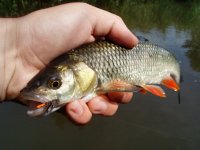 Caddis Summer - Chub Madness