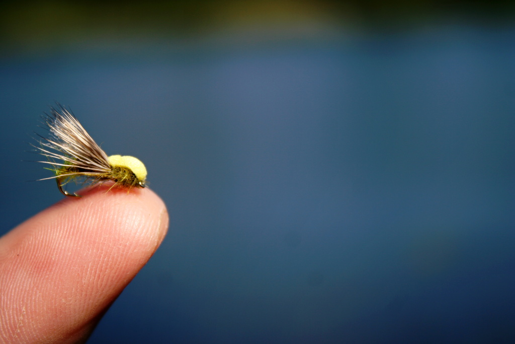 Balloon Caddis Olive - Highly visible and great pattern for hungry trout and chub.