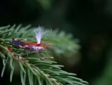 Parachute Caddis - To my surprise a great floating pattern... And very effective trout dry fly of course!