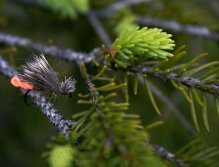 SR CDC Double Wing Caddis - Modern dry fly for brown and rainbow trout and chub as you well know.