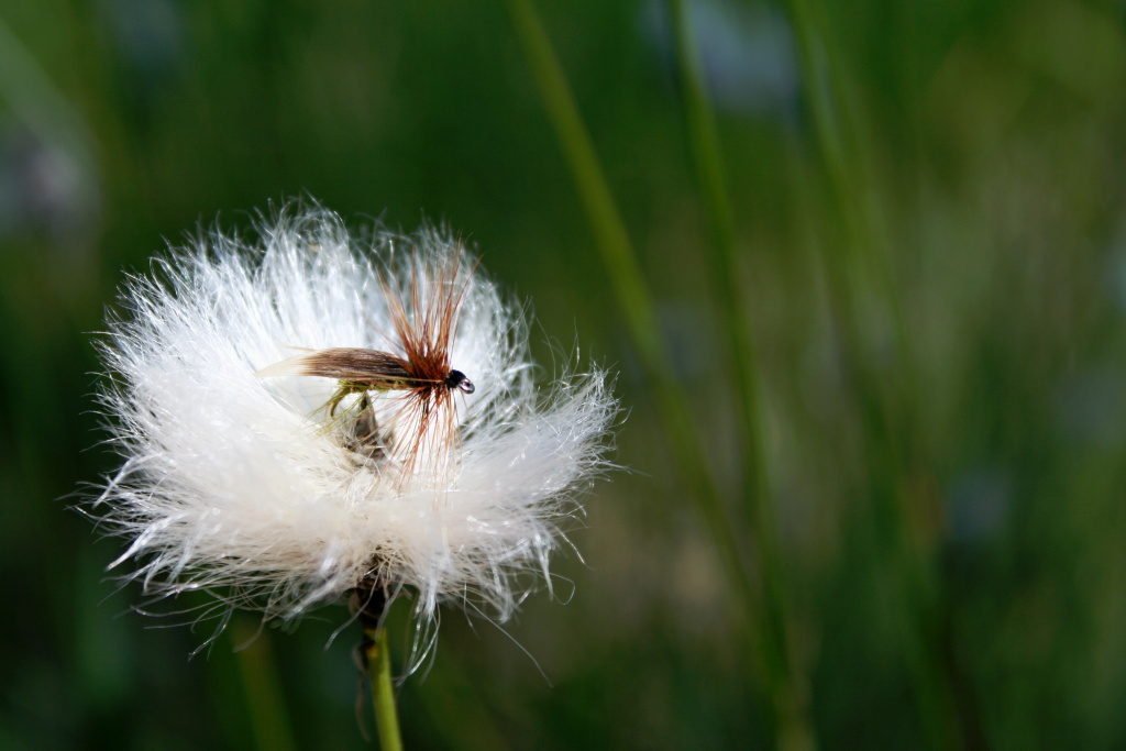 Green Peter - The hero of our last banner! Suberb traditional river and lake dry fly!
