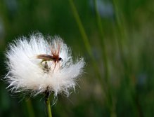 Green Peter - The hero of our last banner! Suberb traditional river and lake dry fly!