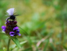 Grannom Pupa Para Emerger - Very nice nature colored dry fly pattern for trout and grayling with good visibility for fisherman!
