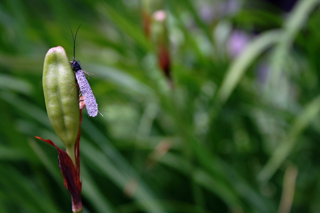 Taff's Black Caddis - Beautiful modern dry fly pattern with great silhoutte for an aggressive trout gourmands!