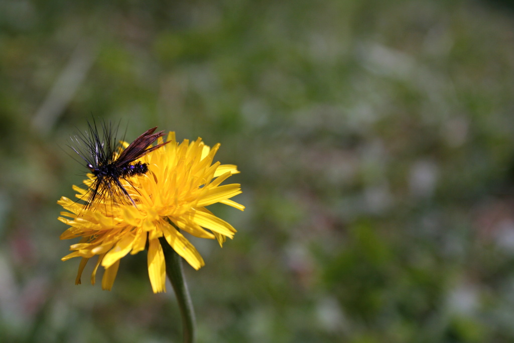 Alder - Great traditional dry fly for daily and evening trout fishing in summer!