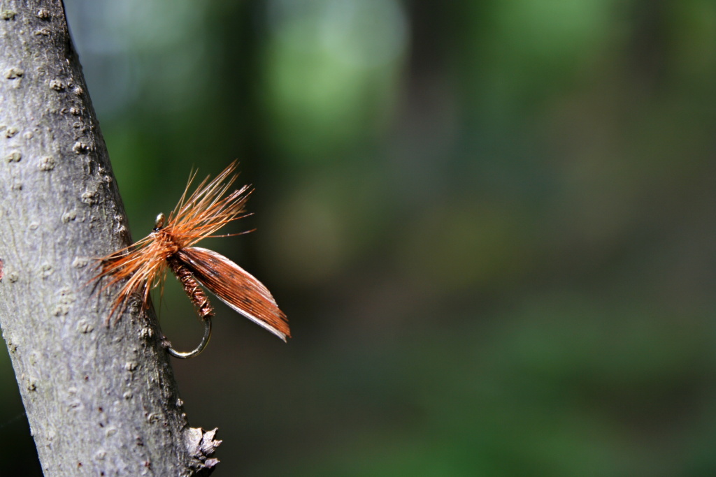 Cinnamon Sedge - Traditional trout classics! In all its glory on a tree branch lit by the sun's rays.