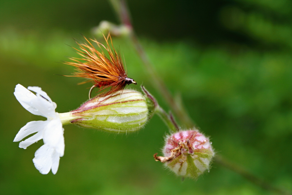 Caddis Andrzejs Polish - Very nice imitation of cinnamon caddis belonging to Fulling Mill Tactical Series... Absolutely must-have dry fly!