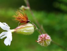 Caddis Andrzejs Polish - Very nice imitation of cinnamon caddis belonging to Fulling Mill Tactical Series... Absolutely must-have dry fly!