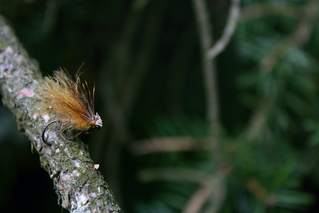 Cinnamon Championship Caddis Vol. II - This time on a spruce branch. It's time to use it while fishing!
