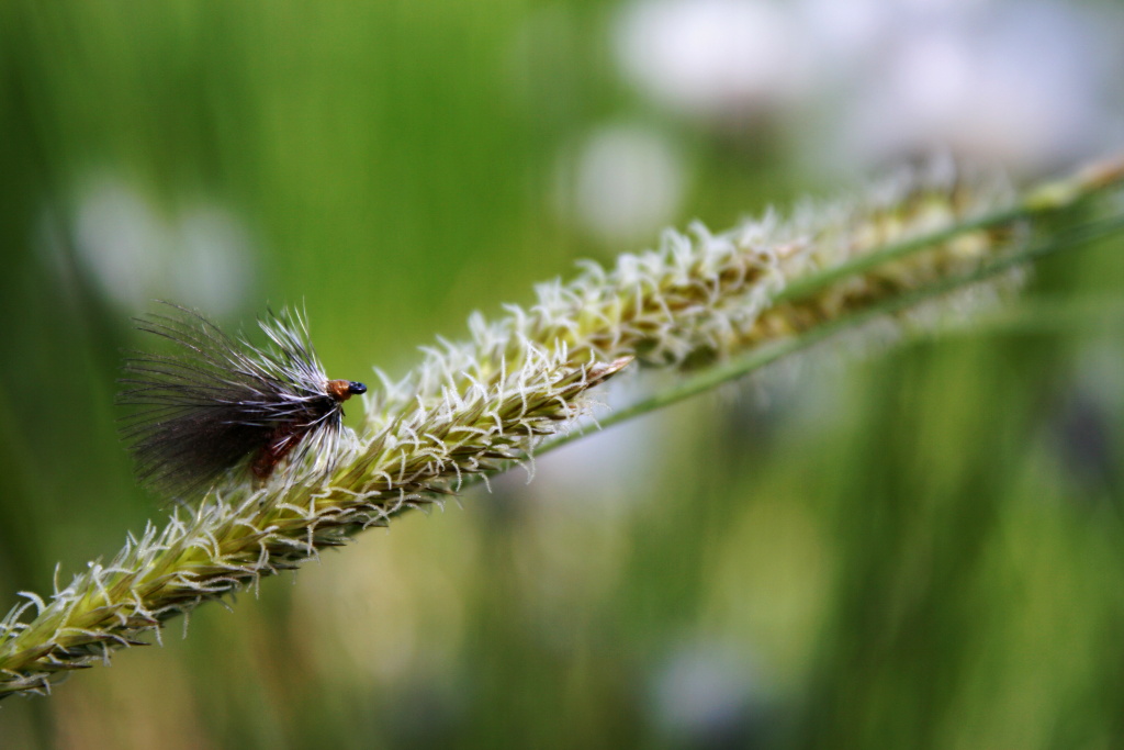 Championship Caddis - Great small and very light natural fly. Trout, grayling and white fish love it!