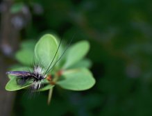 Sedge Saville Super Silver - Another dry fly with a great silhouette and details! An irresistible bite for trout gourmets.