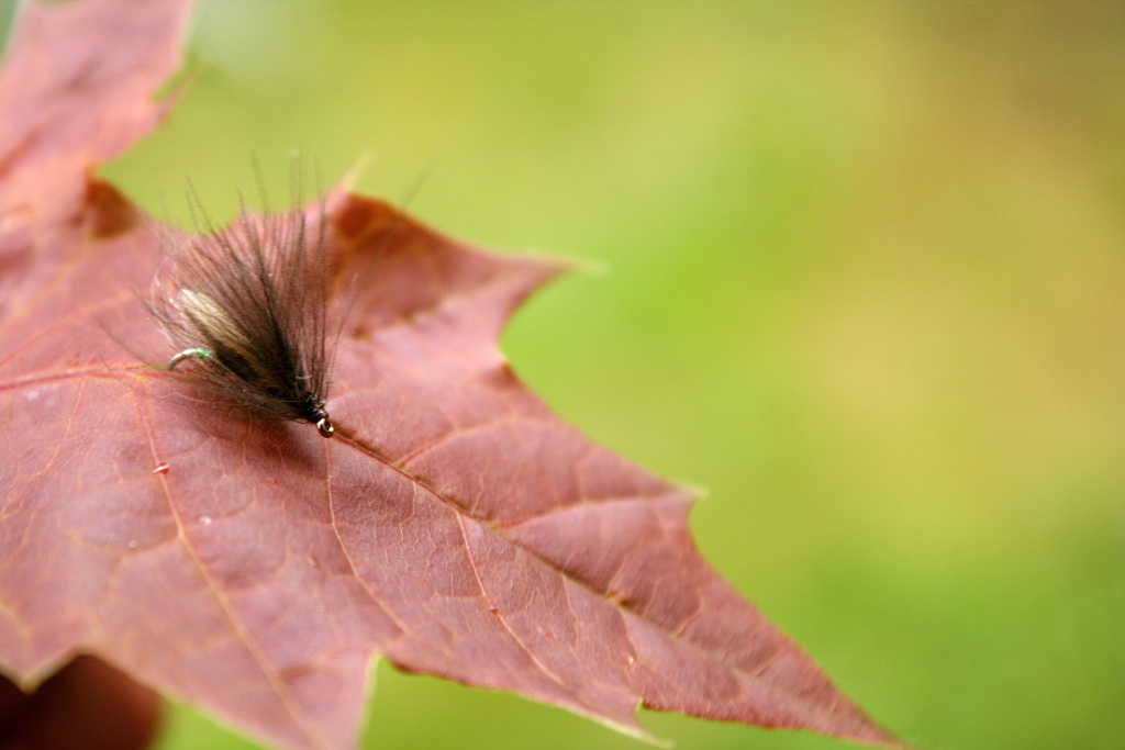 CJ CDC Caddis - Nice dry fly pattern combines classic and modern tying materials.