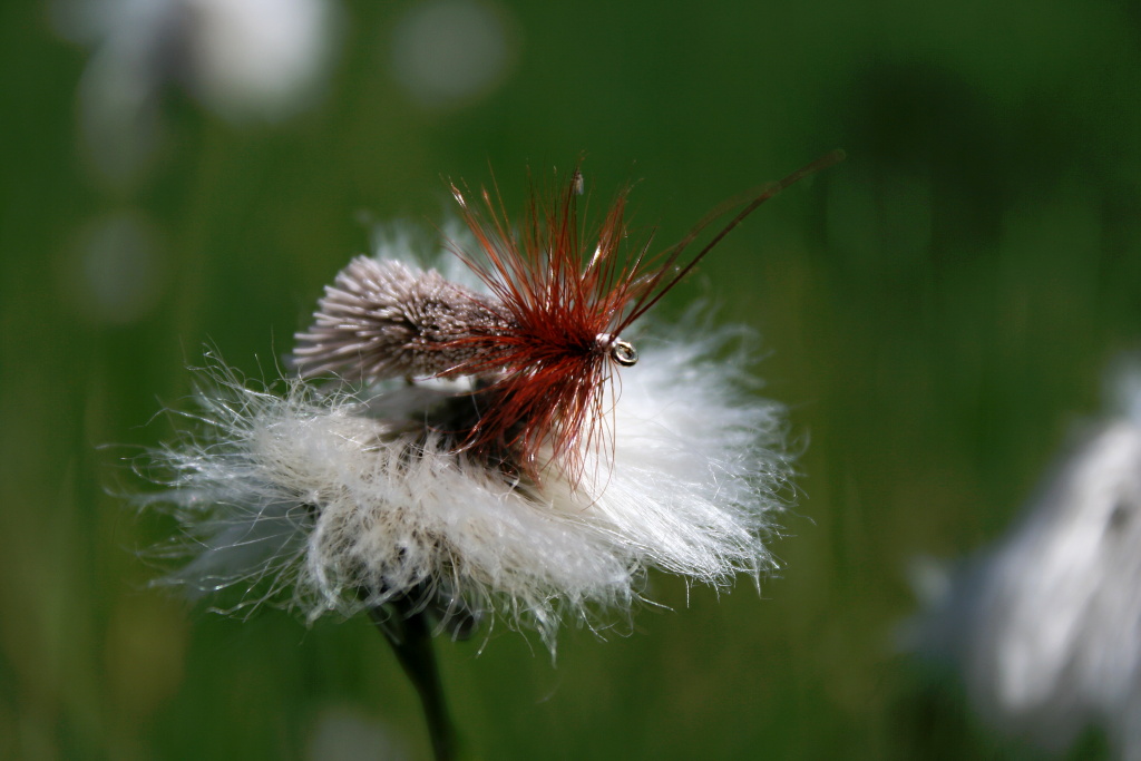 Goddard Sedge - As I wrote: My absolutely favorite... Total killer in all sizes worldwide!