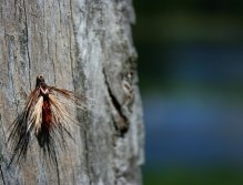 Skating Caddis - Very good fly for water cruising technique in the summer evenings.