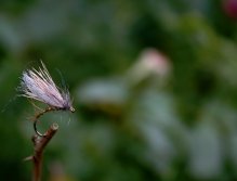 Sedgehammer Hare's Ear - Nice caddis emerger pattern, excellent fly for native brownies.