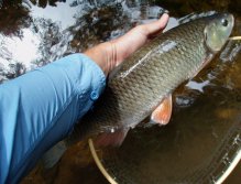 Time to change the place. Another big chubby "trout water terorrist" in my net.