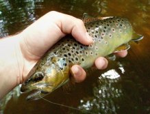 Pupa Sparkle Black is a very good pattern as well!