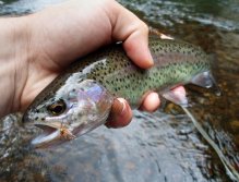 Hi-Float Sedge - Perfect small dry fly for rainbows!