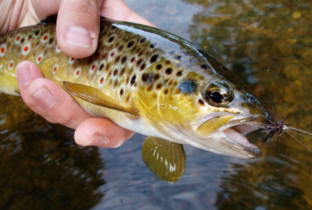 Sedge Saville Dark Brown rules!