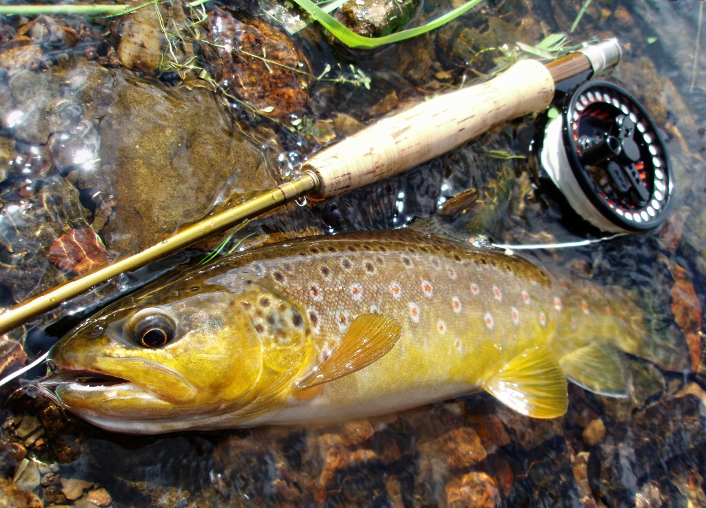 Stunning golden trout on Retirer Sedge at the end of the trip.