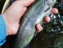 Another cast bring small stocked rainbow - Easy and cheap prey for killer-fishers.