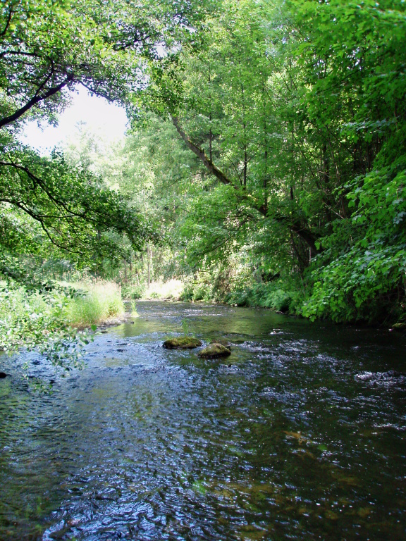Stream is relatively shallow and streaming in this place. But full of small hungry trouts.