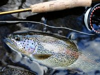 Caddis Summer - Trout Frenzy