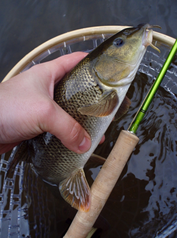 Small barbel as a surprise of the day.